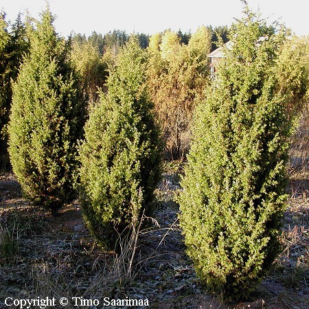 Juniperus communis 'Urho', pilarikataja